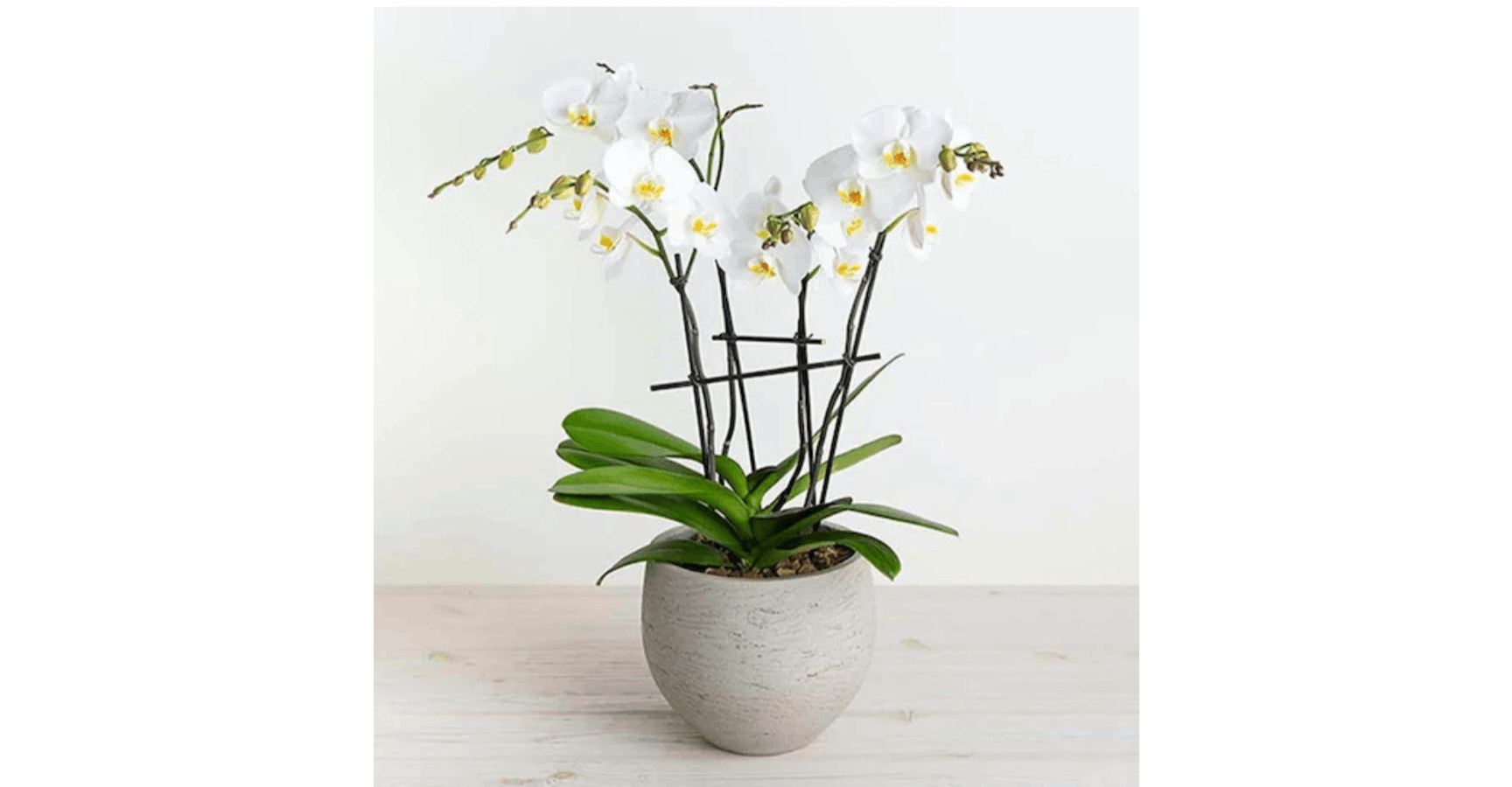 Phalaenopsis Orchid from Red Square Flowers in Madison, WI