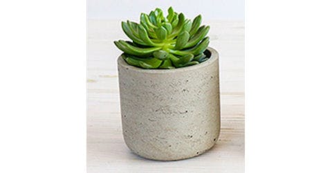 Assorted Succulent or Cactus in Planter from Red Square Flowers in Madison, WI