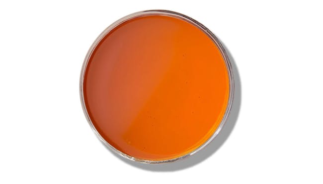 Hot Honey Sauce from Toppers Pizza - Stevens Point in Stevens Point, WI