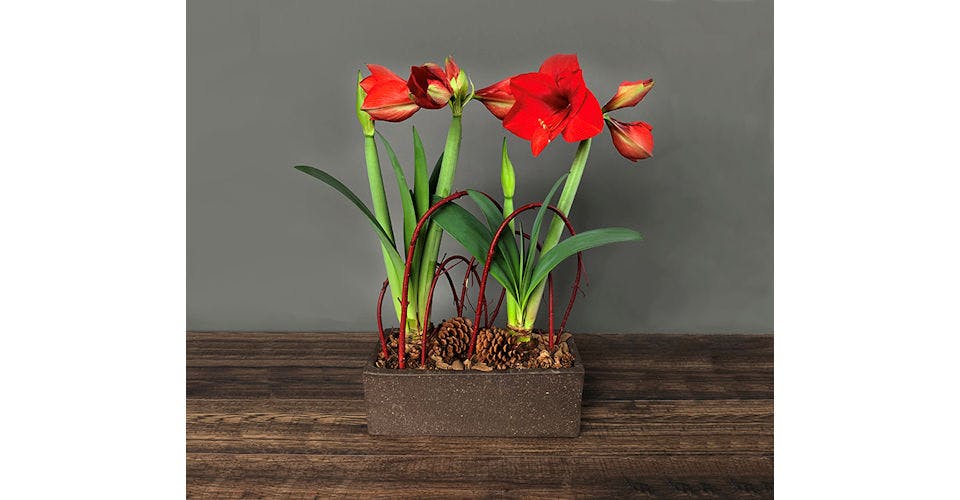 Double Amaryllis Planter from Red Square Flowers in Madison, WI