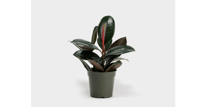 Rubber Tree (Ficus Elastica Burgundy) from Red Square Flowers in Madison, WI