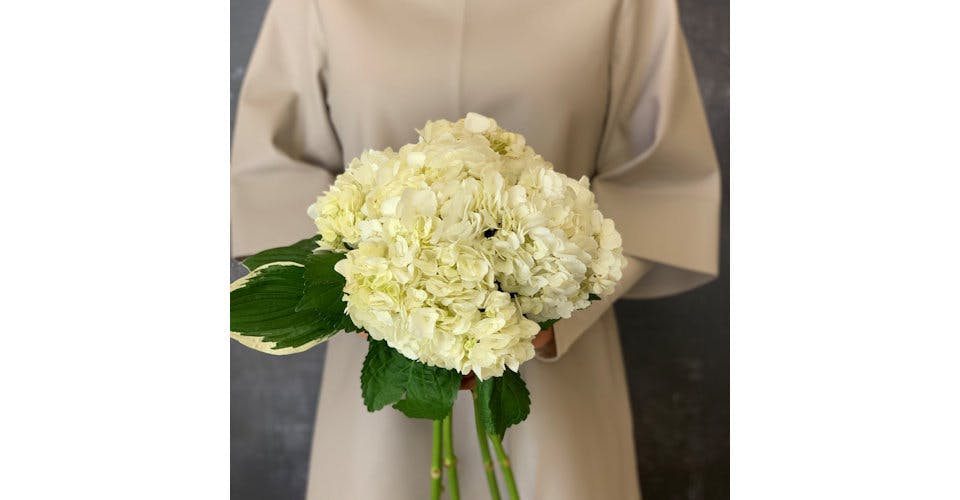 Hydrangea Bouquet from Red Square Flowers in Madison, WI