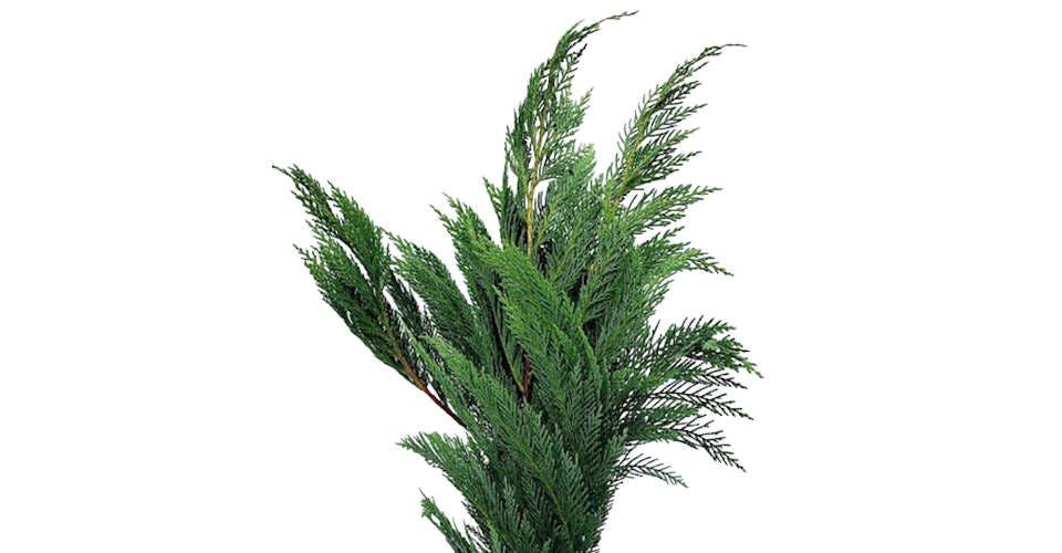 Winter Greenery, Cedar from Red Square Flowers in Madison, WI