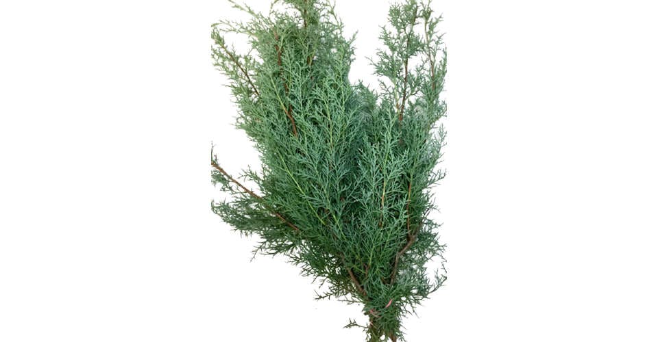 Winter Greenery, Carolina Sapphire Cypress from Red Square Flowers in Madison, WI