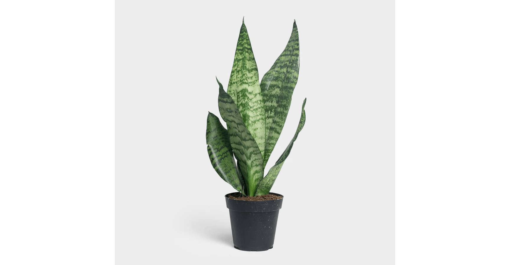 Sansevieria from Red Square Flowers in Madison, WI