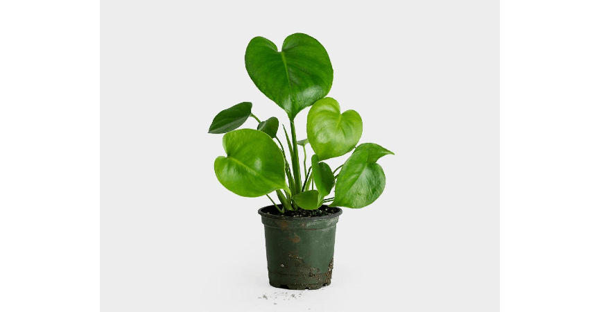 Monstera Deliciosa from Red Square Flowers in Madison, WI